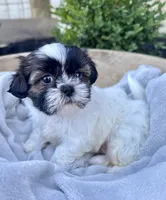 AKC Leo, a male Shih Tzu for sale in Beach City, OH – 7 of 10
