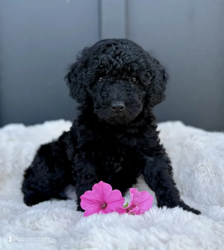 Sawyer  – Miniature Goldendoodle puppy for sale in Beach City, OH