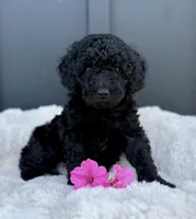Sawyer , a male Miniature Goldendoodle for sale in Beach City, OH – 1 of 10