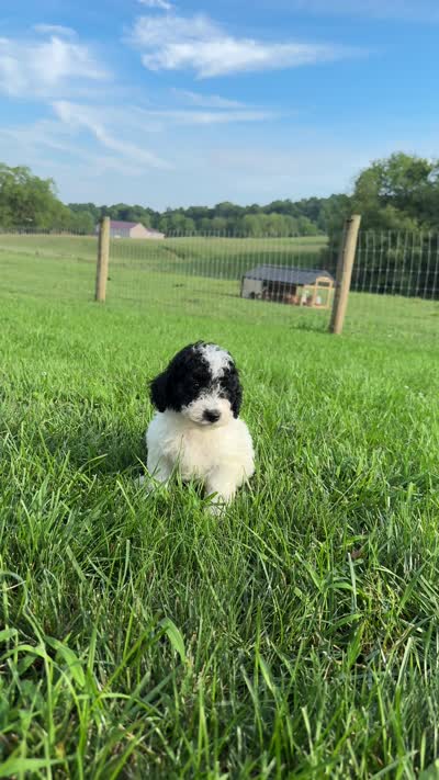 Sadie, a female Miniature Goldendoodle for sale in Beach City, OH – 9 of 9