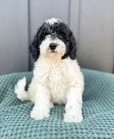 Sailor, a male Miniature Goldendoodle for sale in Beach City, OH – 6 of 9