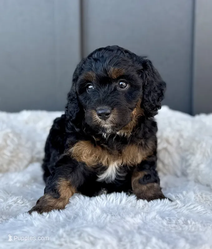 ROXY – Cavapoo puppy for sale in Beach City, OH