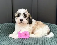 Cody, a male Bichon Frise and Shih Tzu for sale in Beach City, OH – 4 of 9