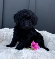 Sawyer , a male Miniature Goldendoodle for sale in Beach City, OH – 2 of 10
