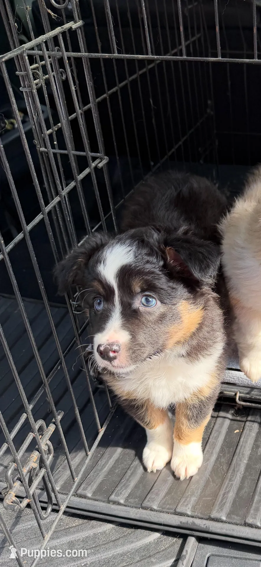 Buttercup, a female Miniature Australian Shepherd for sale in Flat Rock, AL – 2 of 10