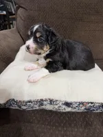 Trixie, a female Miniature Australian Shepherd for sale in Flat Rock, AL – Photo 3 of 3
