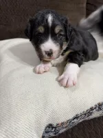 Trixie, a female Miniature Australian Shepherd for sale in Flat Rock, AL – Photo 2 of 3