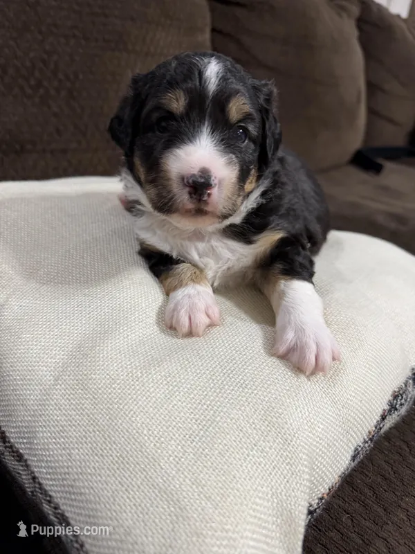 Trixie – Miniature Australian Shepherd puppy for sale in Flat Rock, AL