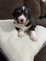 Trixie, a female Miniature Australian Shepherd for sale in Flat Rock, AL – Photo 1 of 3