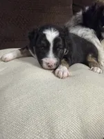Buttercup, a female Miniature Australian Shepherd for sale in Flat Rock, AL – Photo 3 of 3