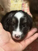 Buttercup, a female Miniature Australian Shepherd for sale in Flat Rock, AL – 6 of 10