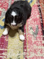 Buttercup, a female Miniature Australian Shepherd for sale in Flat Rock, AL – 8 of 10