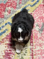 Buttercup, a female Miniature Australian Shepherd for sale in Flat Rock, AL – 10 of 10