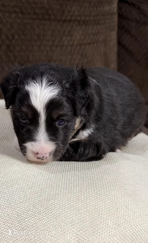 Buttercup – Miniature Australian Shepherd puppy for sale in Flat Rock, AL