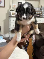 Buttercup, a female Miniature Australian Shepherd for sale in Flat Rock, AL – 4 of 10