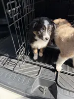 Buttercup, a female Miniature Australian Shepherd for sale in Flat Rock, AL – 3 of 10