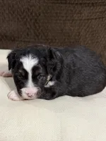 Buttercup, a female Miniature Australian Shepherd for sale in Flat Rock, AL – Photo 2 of 3