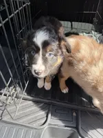 Buttercup, a female Miniature Australian Shepherd for sale in Flat Rock, AL – 9 of 10