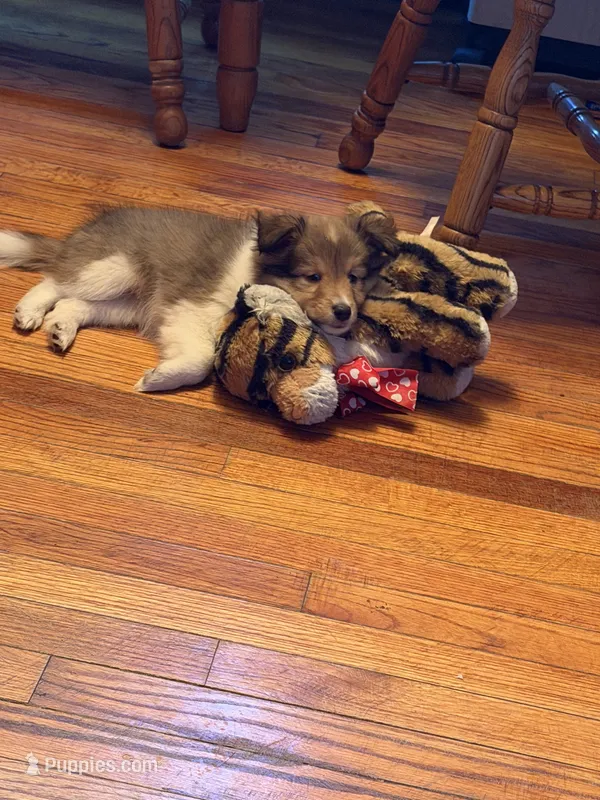Alice – Shetland Sheepdog puppy for sale in Elmwood, IL
