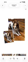 Little Lady , a female Shetland Sheepdog for sale in Elmwood, IL – 3 of 10