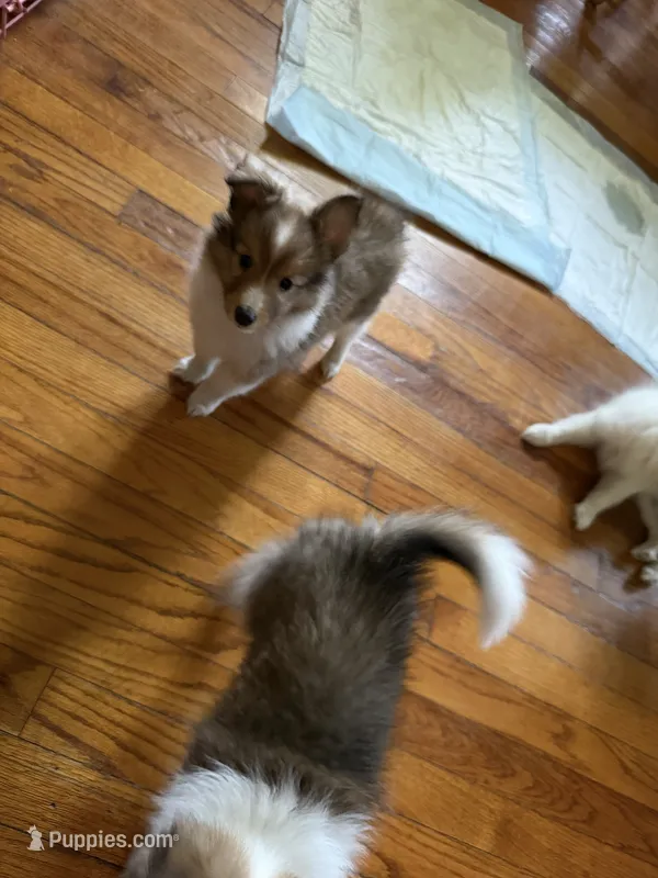 Baby Girl  – Shetland Sheepdog puppy for sale in Elmwood, IL