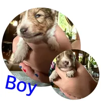 Flash , a male Shetland Sheepdog for sale in Elmwood, IL – 2 of 10