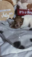 Flash , a male Shetland Sheepdog for sale in Elmwood, IL – 3 of 10