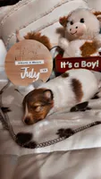 Flash , a male Shetland Sheepdog for sale in Elmwood, IL – 4 of 10