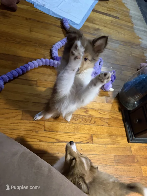 Alice – Shetland Sheepdog puppy for sale in Elmwood, IL