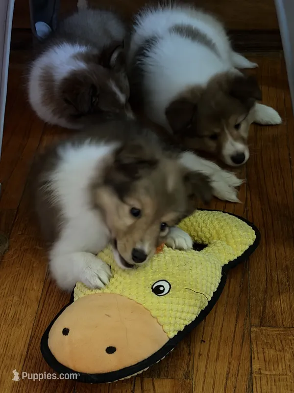 Baby Girl  – Shetland Sheepdog puppy for sale in Elmwood, IL