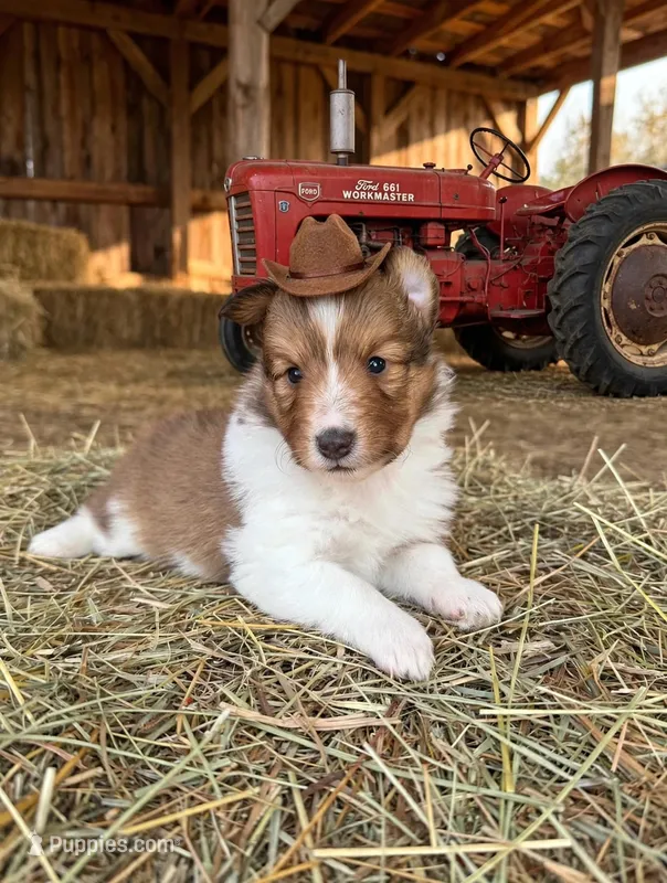 Little Lady  – Shetland Sheepdog puppy for sale in Elmwood, IL