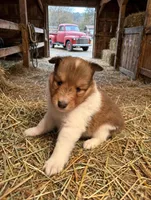 Alice, a female Shetland Sheepdog for sale in Elmwood, IL – 7 of 7
