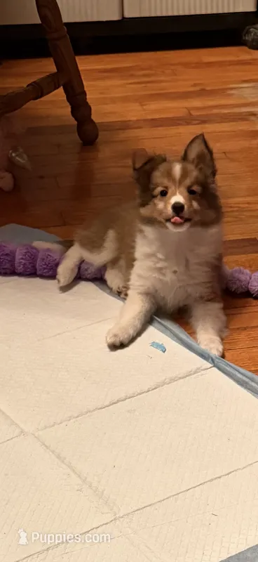 Baby Girl  – Shetland Sheepdog puppy for sale in Elmwood, IL