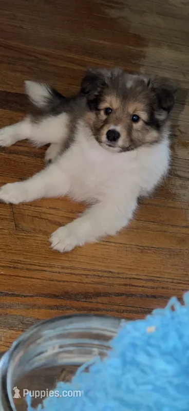 Alice – Shetland Sheepdog puppy for sale in Elmwood, IL
