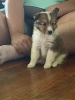Baby Girl , a female Shetland Sheepdog for sale in Elmwood, IL – 5 of 5