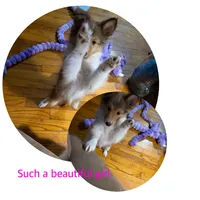 Alice , a female Shetland Sheepdog for sale in Elmwood, IL – 7 of 8