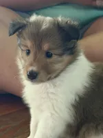 Alice, a female Shetland Sheepdog for sale in Elmwood, IL – 3 of 7