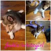 Alice , a female Shetland Sheepdog for sale in Elmwood, IL – 3 of 8