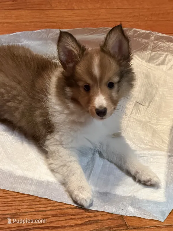 Baby Girl  – Shetland Sheepdog puppy for sale in Elmwood, IL