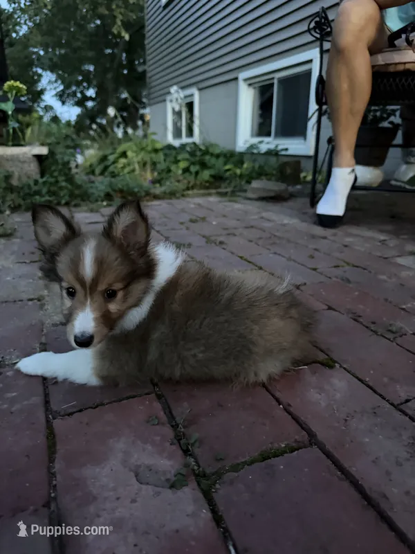 Baby Girl  – Shetland Sheepdog puppy for sale in Elmwood, IL