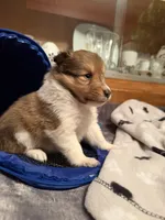 Alice, a female Shetland Sheepdog for sale in Elmwood, IL – 5 of 7