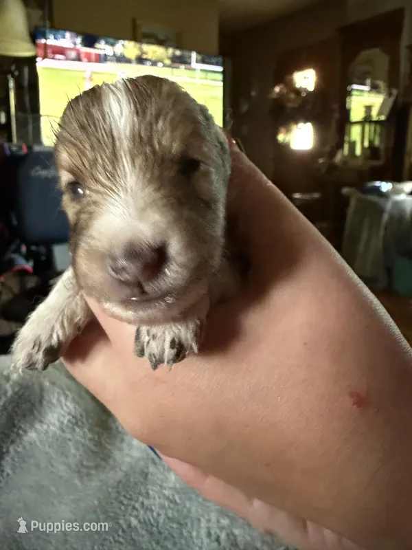 Little Lady  – Shetland Sheepdog puppy for sale in Elmwood, IL