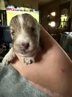 Little Lady , a female Shetland Sheepdog for sale in Elmwood, IL – 4 of 10