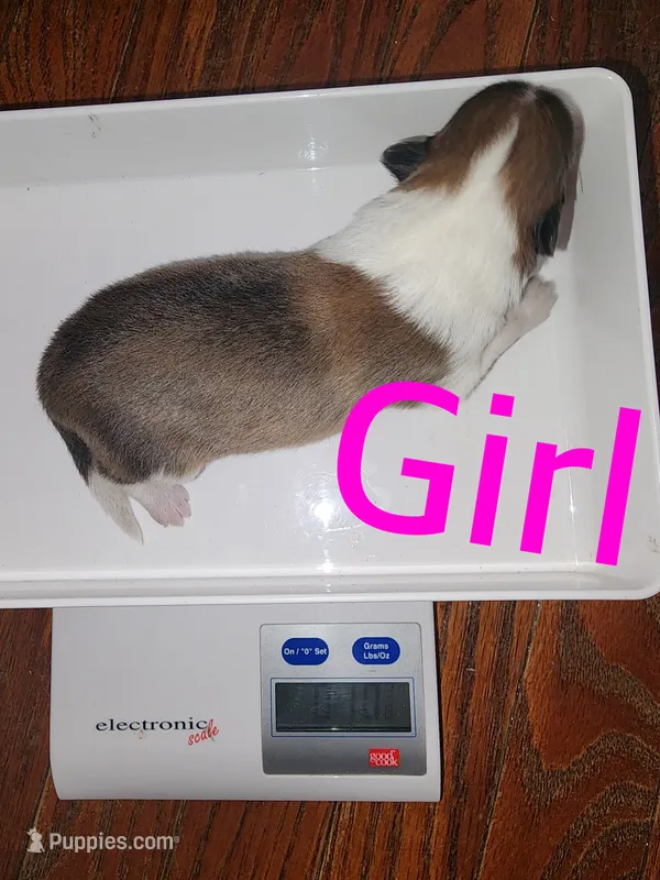 Alice – Shetland Sheepdog puppy for sale in Elmwood, IL