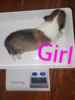Alice, a female Shetland Sheepdog for sale in Elmwood, IL – 1 of 3