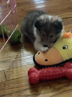 Alice, a female Shetland Sheepdog for sale in Elmwood, IL – 6 of 7
