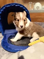 Baby Girl , a female Shetland Sheepdog for sale in Elmwood, IL – 4 of 5