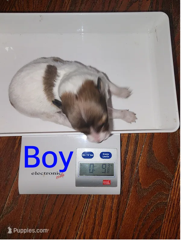 Flash  – Shetland Sheepdog puppy for sale in Elmwood, IL