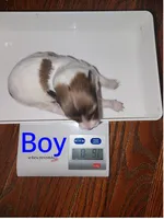 Flash , a male Shetland Sheepdog for sale in Elmwood, IL – 1 of 10