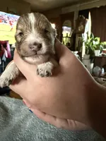 Little Lady , a female Shetland Sheepdog for sale in Elmwood, IL – 5 of 10